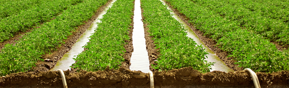 Plant Production Systems