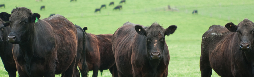 Animal Production Systems