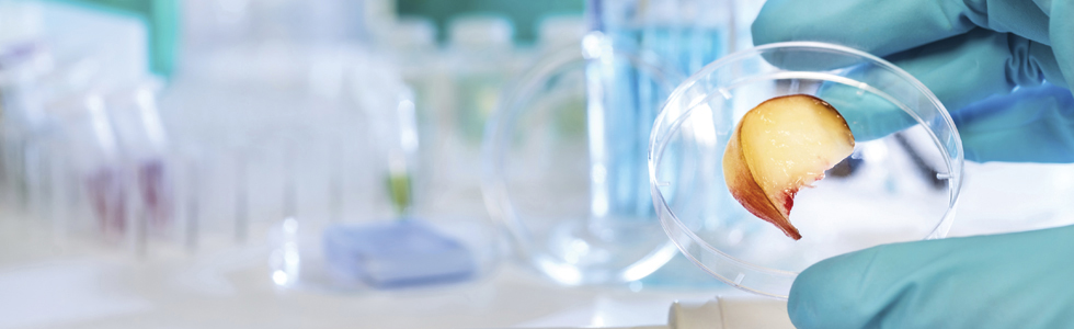 Food Safety and Quality