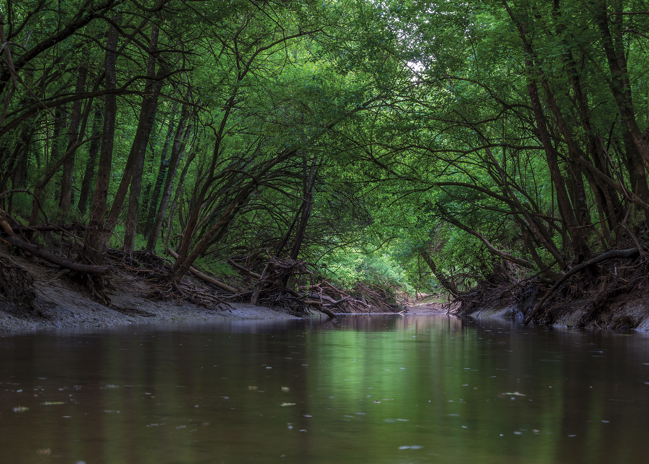 catalpa creek