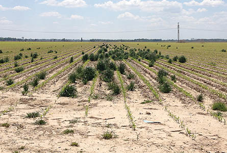 Glyphosate-resistant Italian ryegrass threatens seedling corn. (Photo submitted)