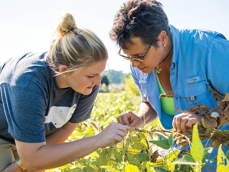 Commodity: Soybean