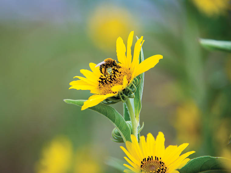 Parking for <span>Pollinators</span> - Fall 2015