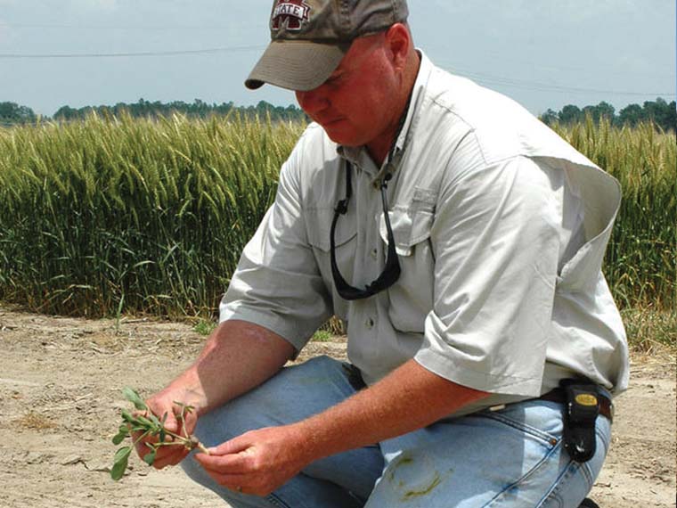 Commodity: Peanuts - Spring 2015