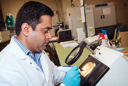 Sharma counts the number of foodborne bacteria remaining after treatment.