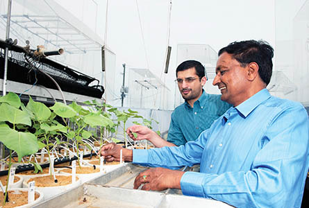 Mississippi State University professor K. Raja Reddy, foreground, shows Omar Ali, a doctoral student from Iraq, cotton plants growing in the SPAR unit. Photo by Beth Wynn.