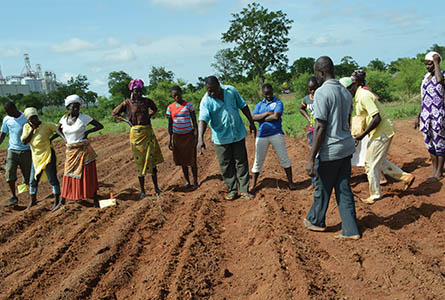 Growers in Ghana prepare fields for planting. Photo Submitted.