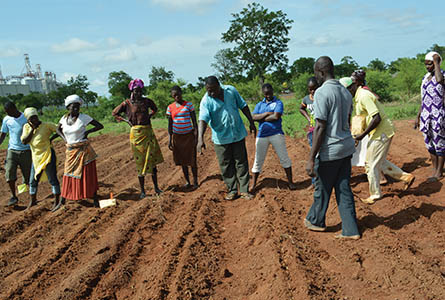 Growers in Ghana prepare fields for planting. Photo Submitted.