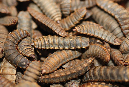 To learn more about the MSU insect rearing workshop, visit www.irc.entomology.msstate.edu.
