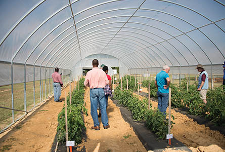 Attendees at the 2014 Fall Flower and Garden Fest tour rows of flowers and vegetables; attendees tour a high tunnel at the station.