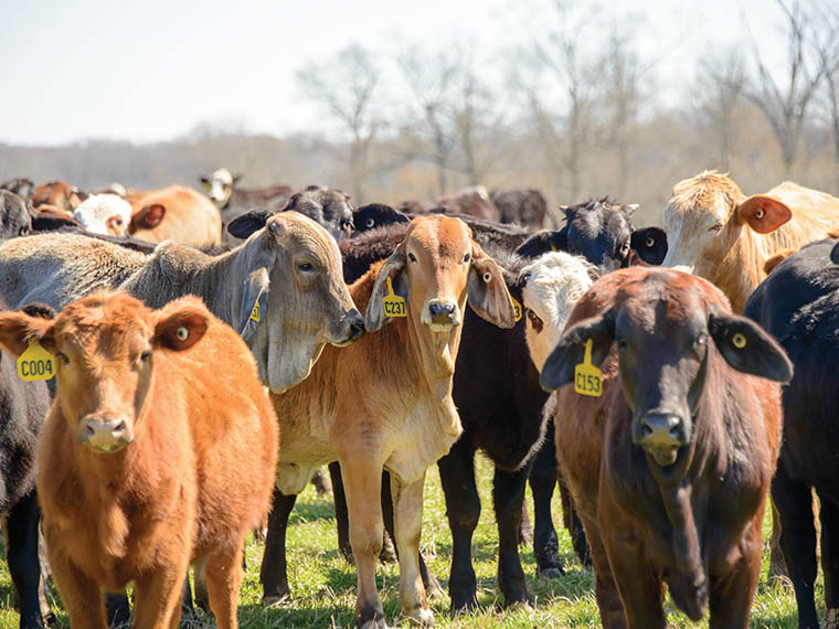 Balanced Cows, Better <span>Beef</span>