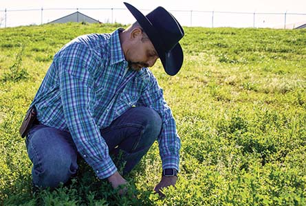 Dr. Rocky Lemus examines alfalfa at the H.H. Levick Animal Research Center. Numerous forage variety trials and grazing studies occur on the 1100+ acres that lies just south of the Mississippi State University campus. Photo by David Ammon.