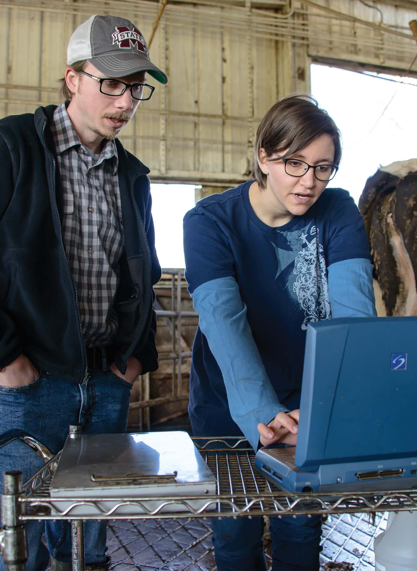 Dr. Caleb Lemley and research associate Caitlin Hart examine uterine blood flow of pregnant dairy cattle. Photo by David Ammon.