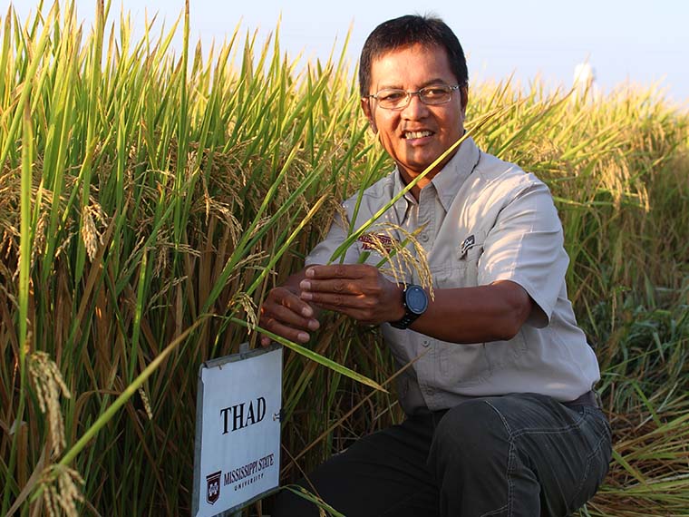 New rice variety serves niche for Mississippi rice <span>growers</span> - Summer 2017