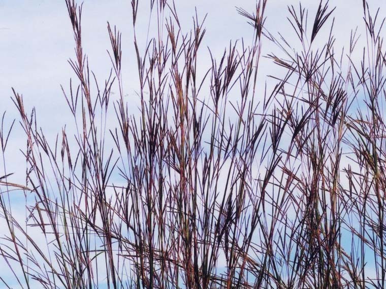 Native <span>Warm-Season</span> Forage Trials