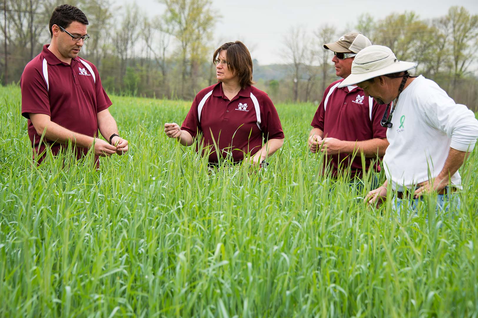 Dr. Casey Barickman; Susan Worthy, research associate III; Cameron Tate, research technician; and Thomas Horgan, senior research associate, examine a cereal rye research plot at the Northeast Mississippi Branch Experiment Station in Verona, Mississippi. (Photo by Dominque Belcher)