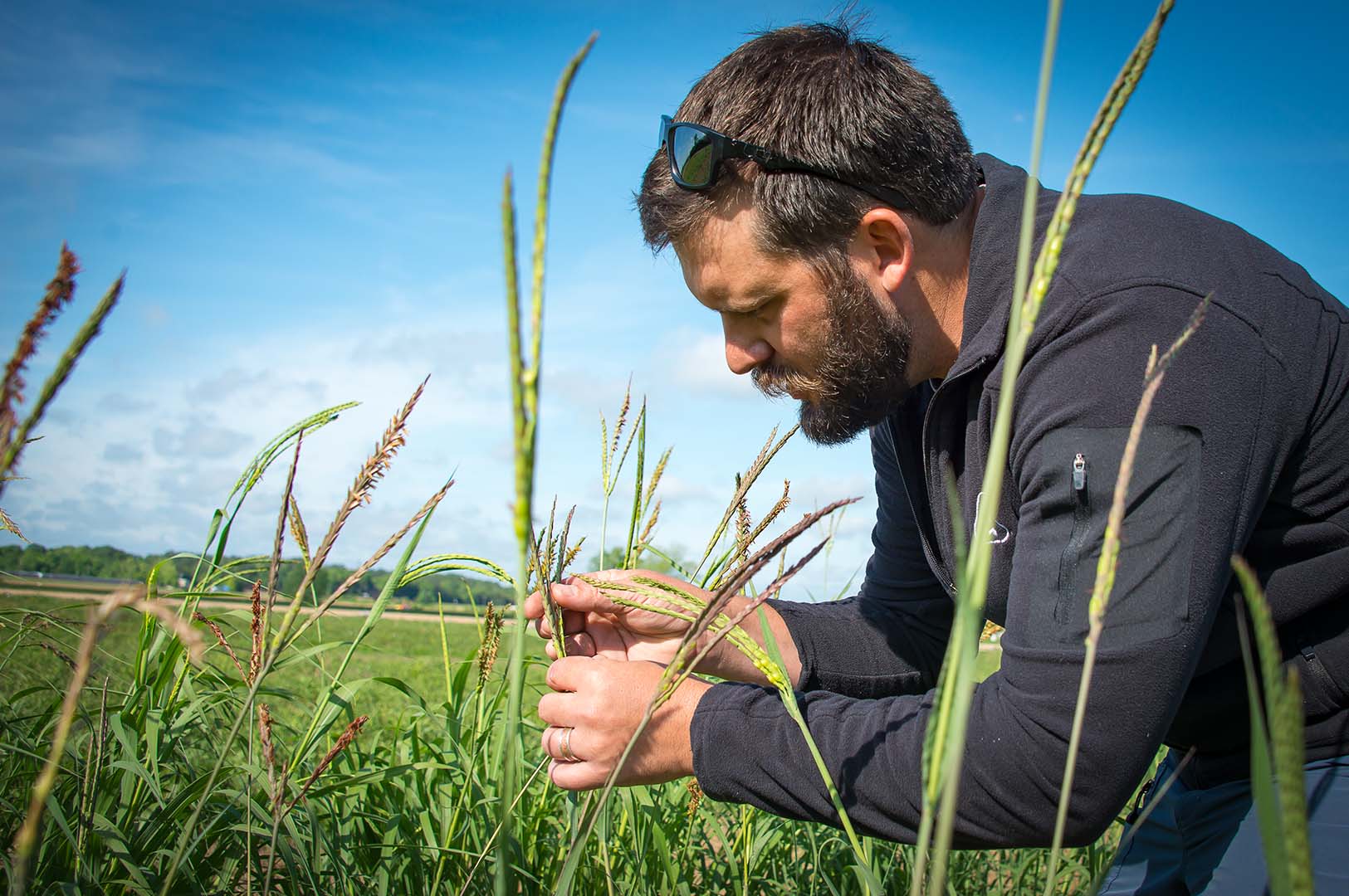 Dr. Jesse Morrison examines Eastern gamagrass at the R. R. Foil Plant Science Research Center in Starkville, Mississippi. (Photo by David Ammon)