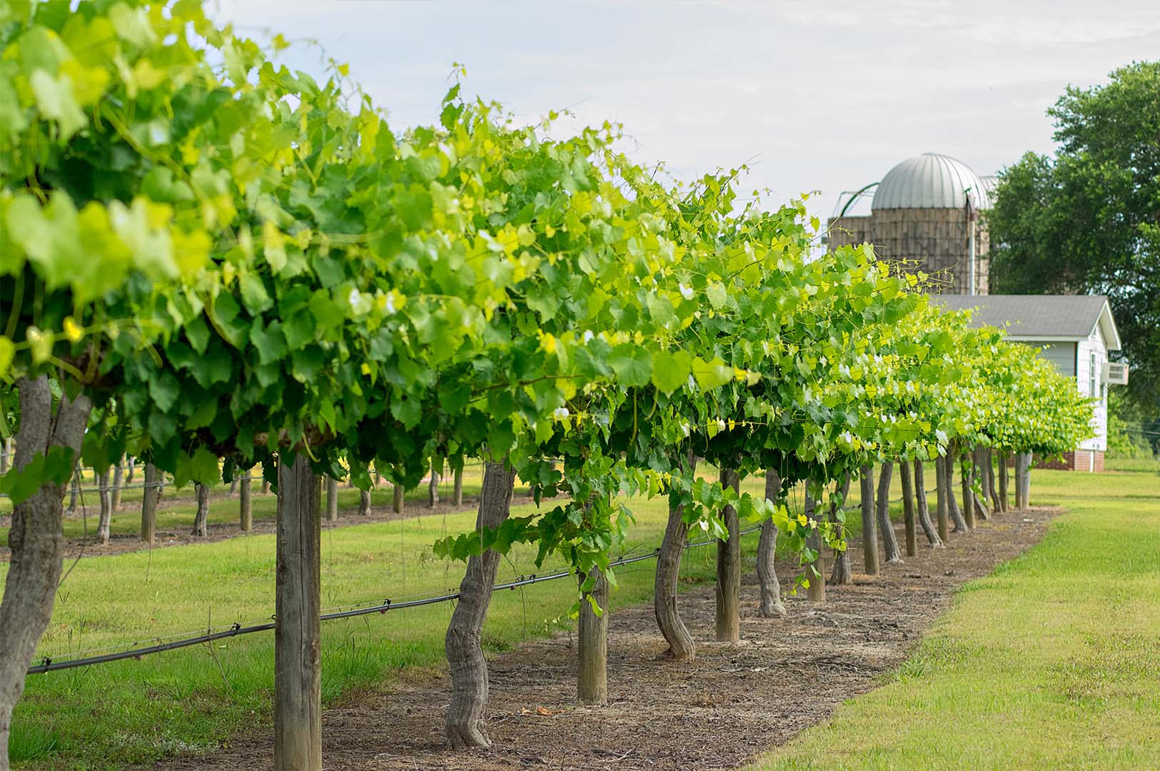 MAFES scientists study grapes, blackberries, and muscadines at the MAFES McNeill Unit vineyards in South Mississippi. (Photo by Jenny Ryals)