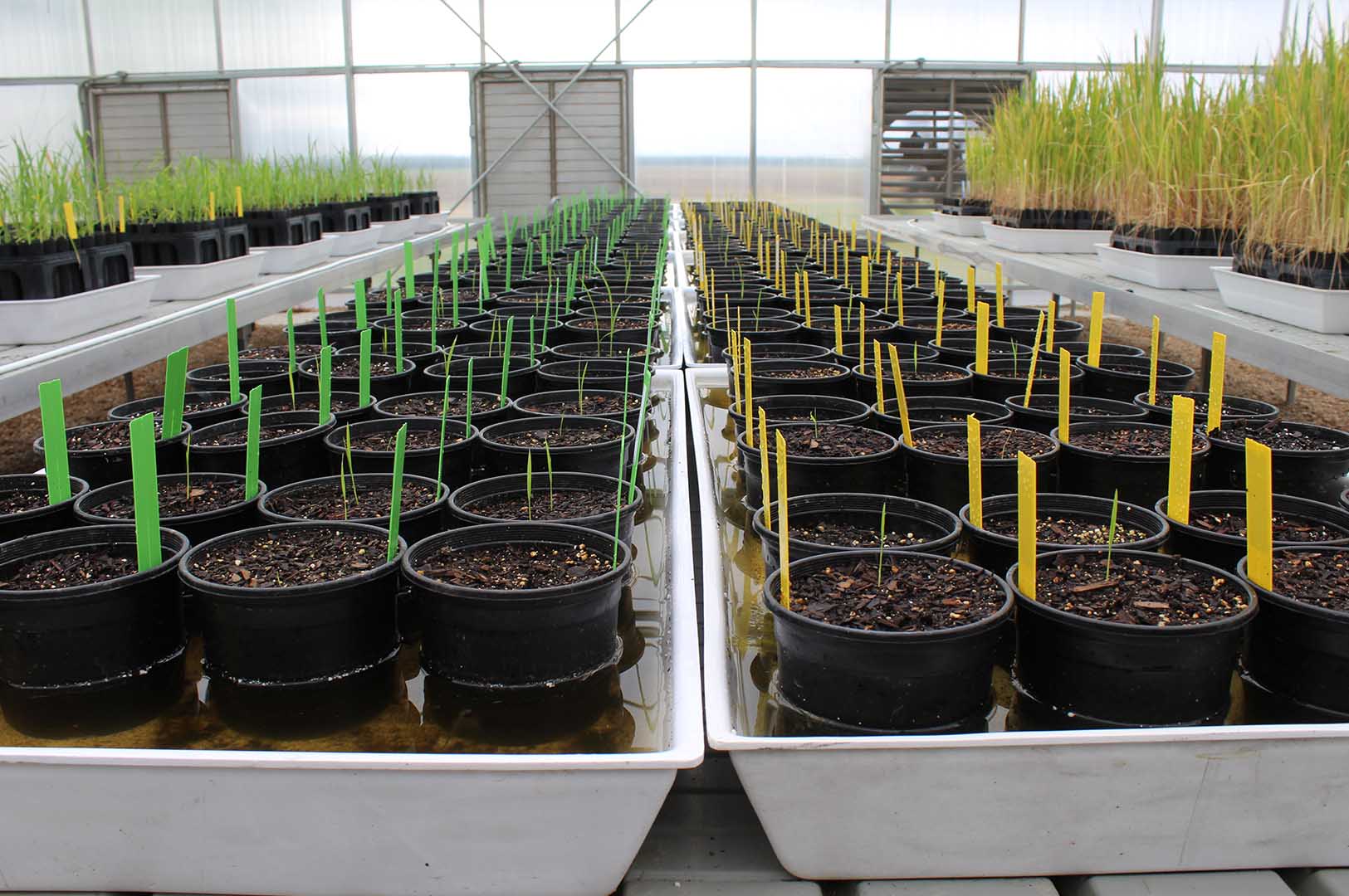 The MAFES rice breeding program currently has 2,500 breeding lines in observation testing, over 300 lines at the preliminary yield testing stage, and over 100 lines at the statewide and multistate testing stage. (Photo by Kenner Patton)