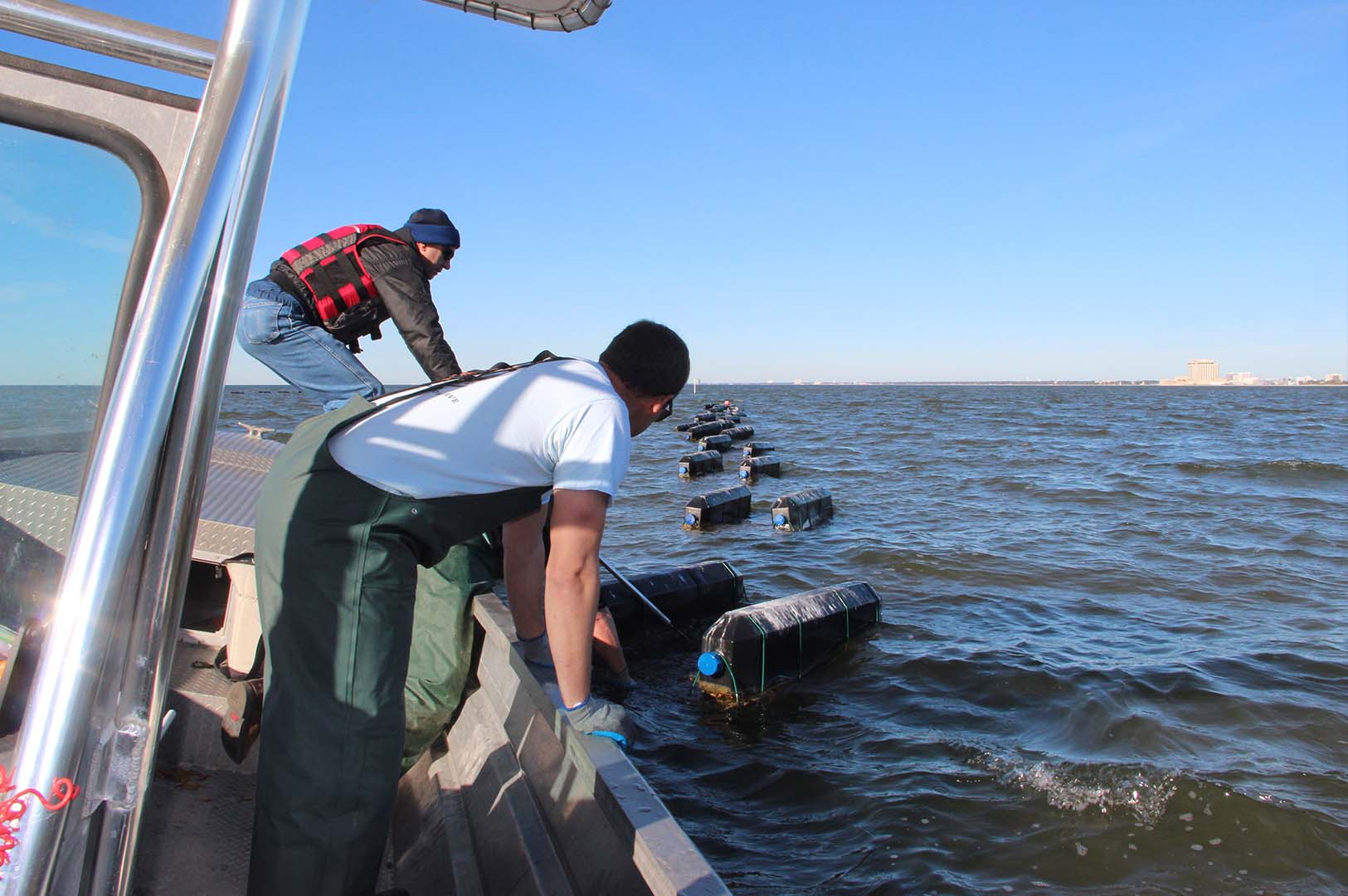 Mississippi Department of Marine Resources releases off-bottom oysters in the Gulf of Mexico.  (Photo submitted by Jason Rider)