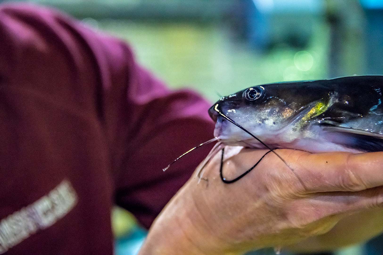 Dr. Peter Allen handles a catfish at the MAFES H.H. Levick Animal Research Center