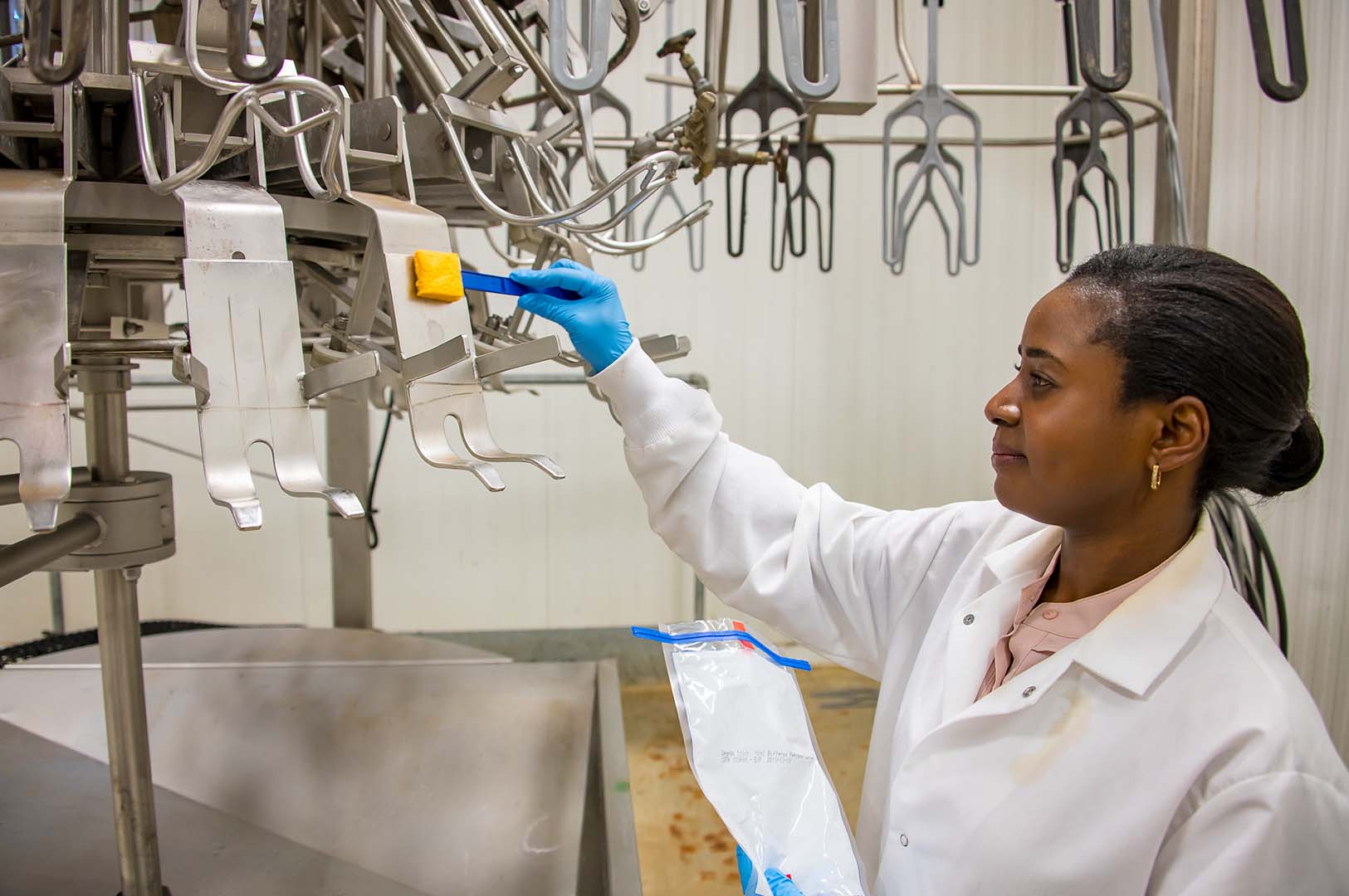 Poultry science graduate student Tomi Obe swabs poultry processing equipment to determine the presence of Salmonella. (Photo by David Ammon)