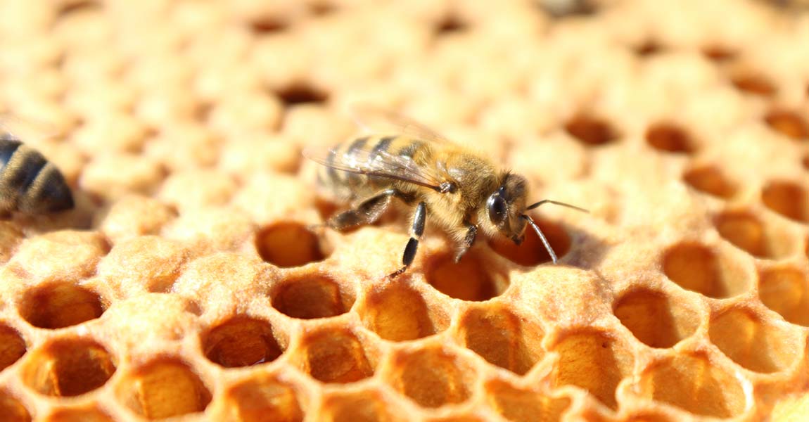 Vanquishing the <span>Varroa</span>