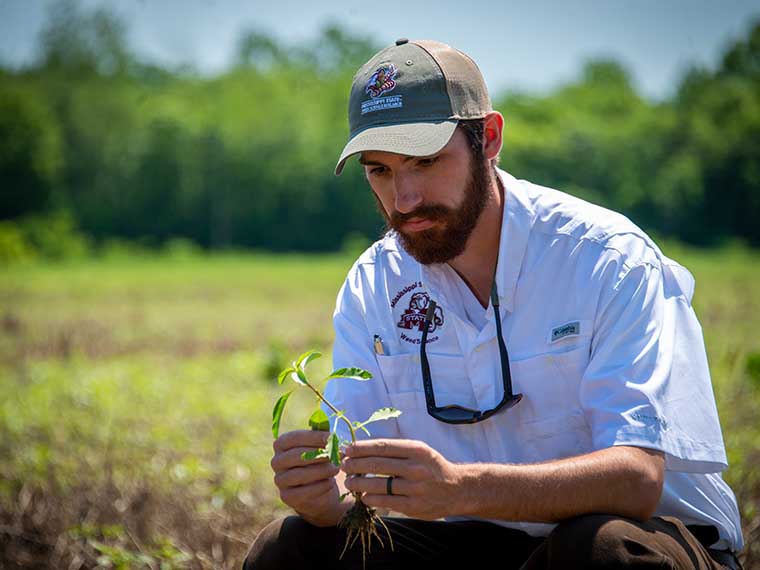 Covering up <span>weeds</span> in soybean - Summer 2019