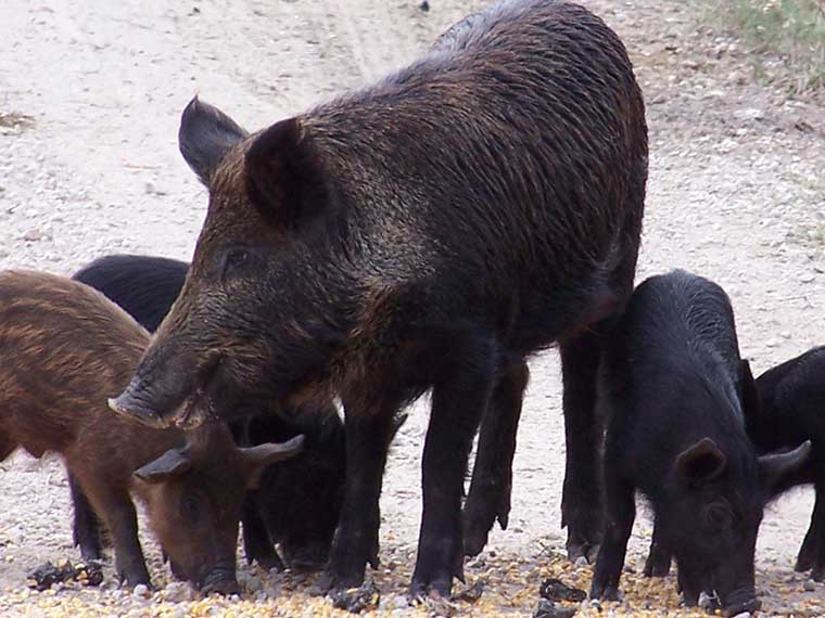 Hog Heaven in the Delta