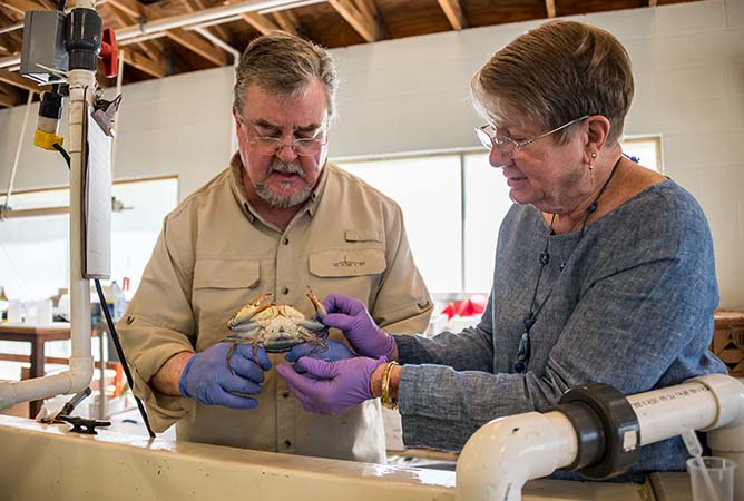 Technician Kirk Halstead and Dr. Harriet Perry, both with the University of Southern Mississippi�s Thad Cochran Marine Aquaculture Center Gulf Coast Research Laboratory, examine a blue crab. (Photo by David Ammon)