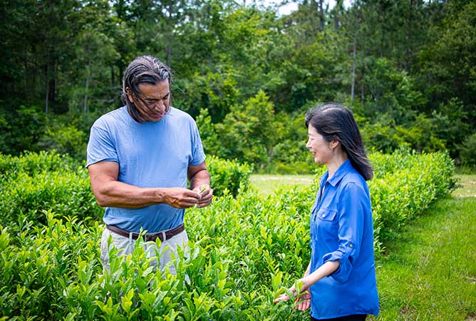 Don VandeWerken, co-owner of Pearl River Tea Company in Poplarville, and Dr. Guihong Bi examine tea plants.