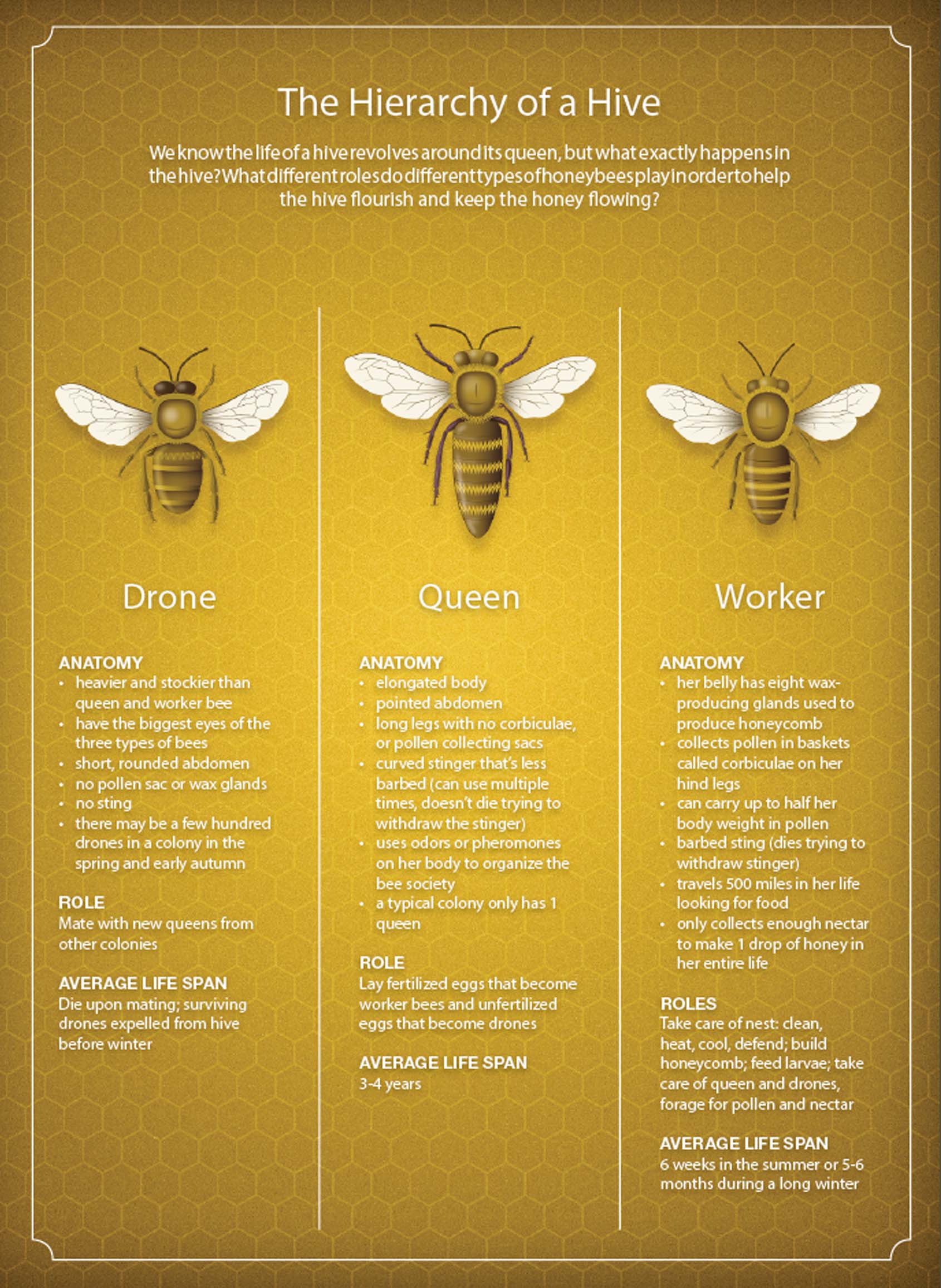 The Hierarchy of a Hive - We know the life of a hive revolves around its queen, but what exactly happens in the hive? What different roles do different types of honeybees play in order to help the hive flourish and keep the honey flowing?