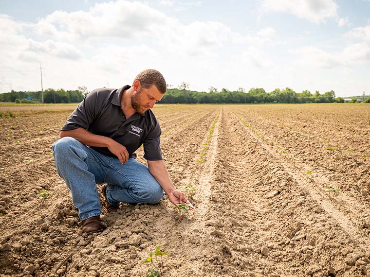 Mixing it up to control cotton pests