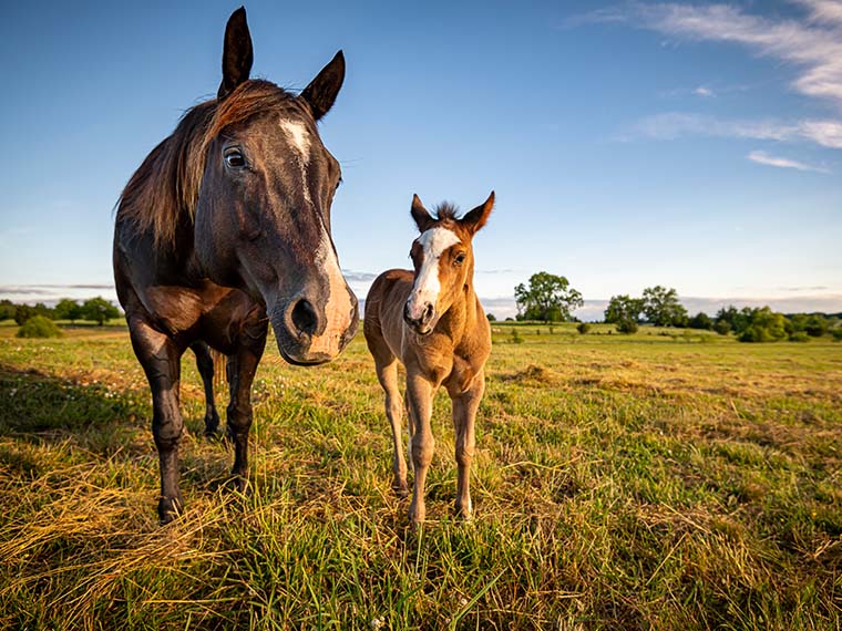 MAFES Equine Unit - Summer 2020