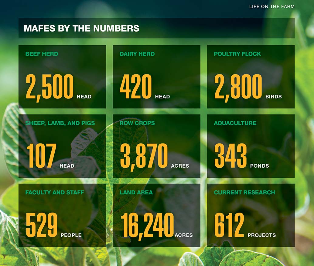 MAFES by the numbers.