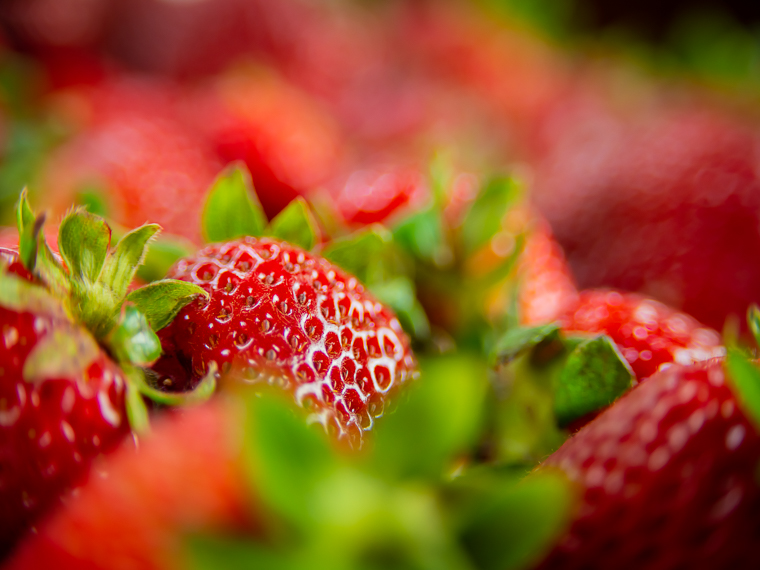 Strawberry Yields Forever - Summer 2021