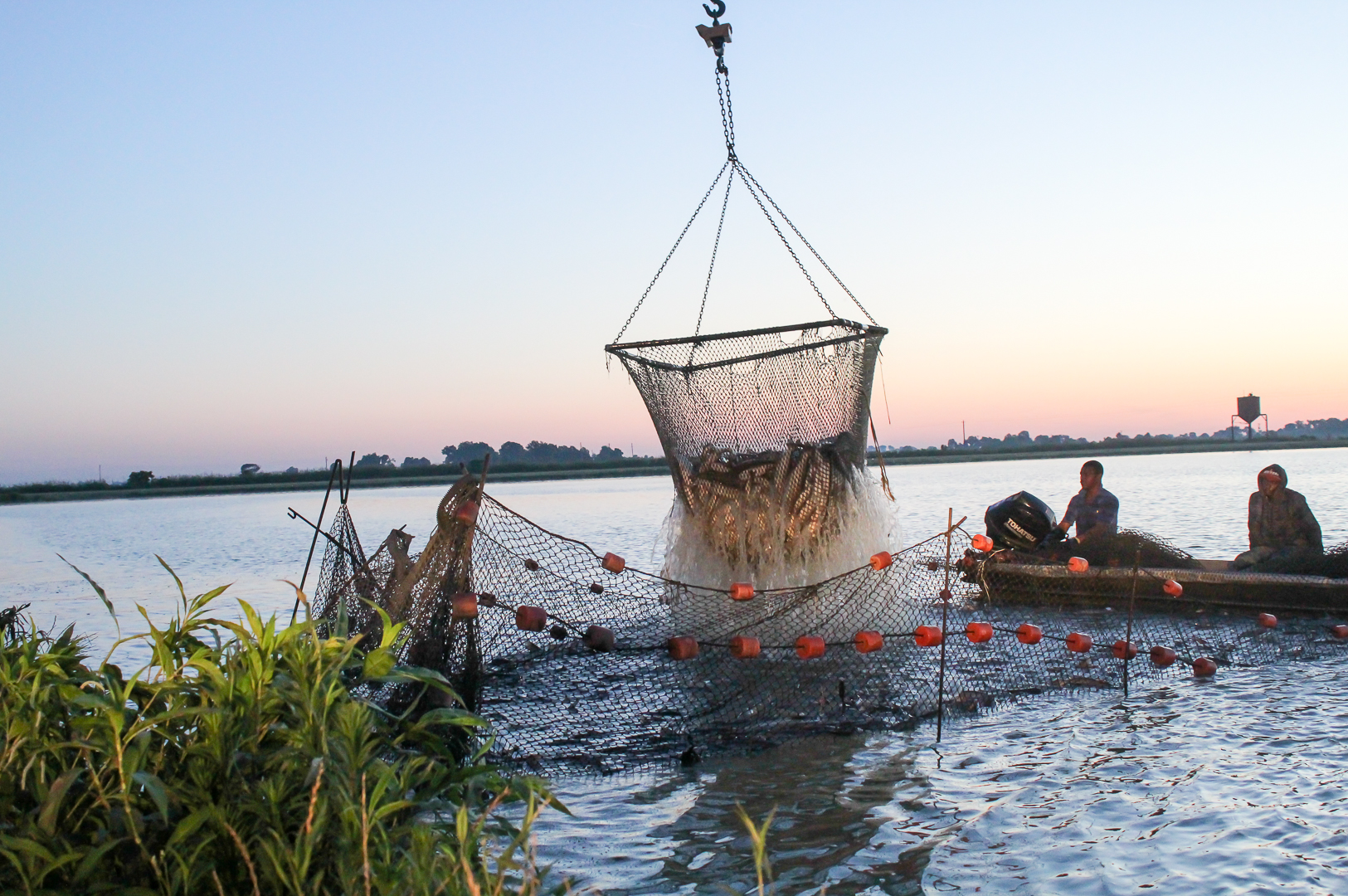 Producers harvest catfish in the Mississippi Delta. (Photo by Kenner Patton)