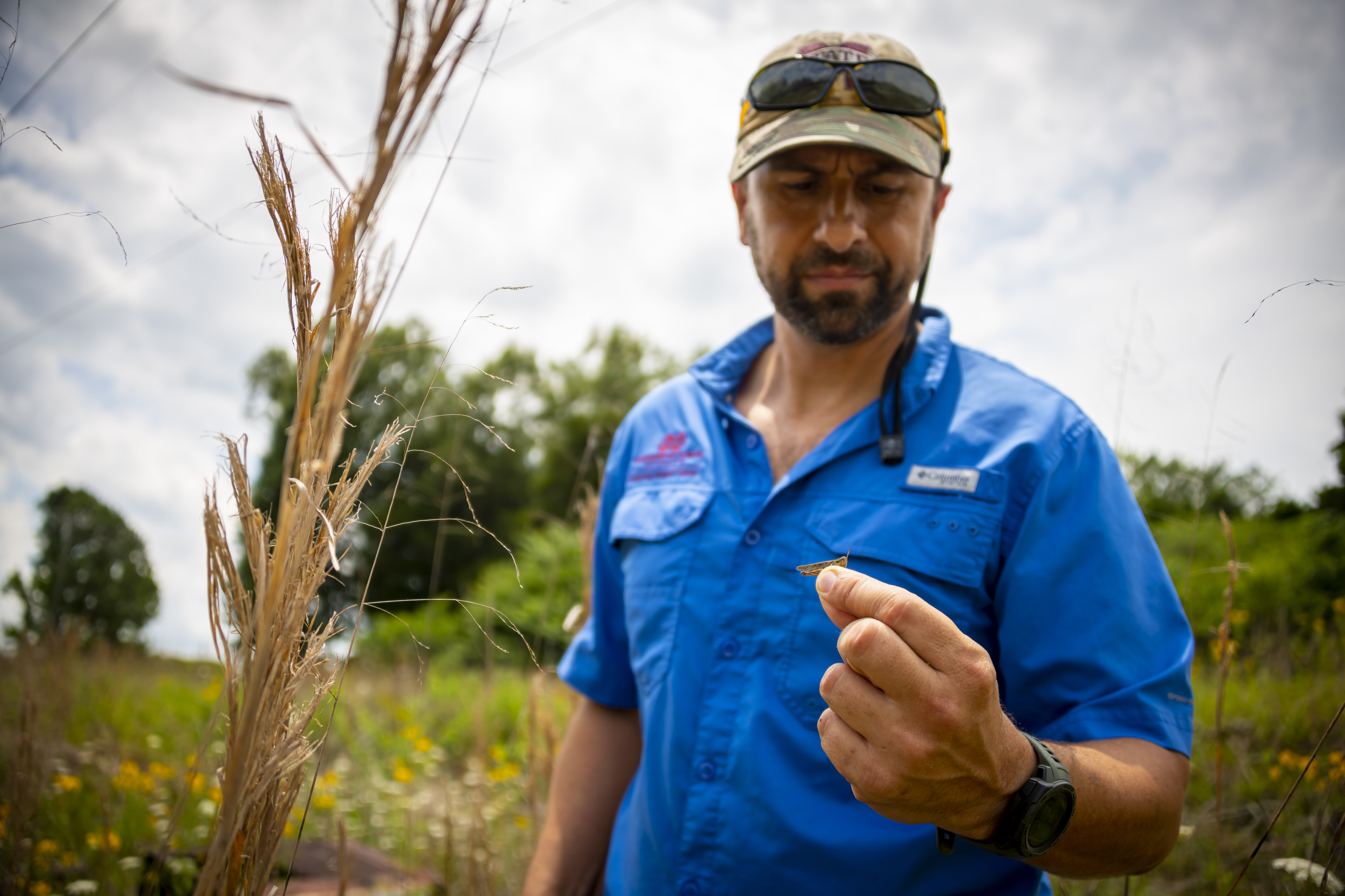Dr. JoVonn Hill finds a grasshopper in grasslands located in north Mississippi.  (Photo by David Ammon)