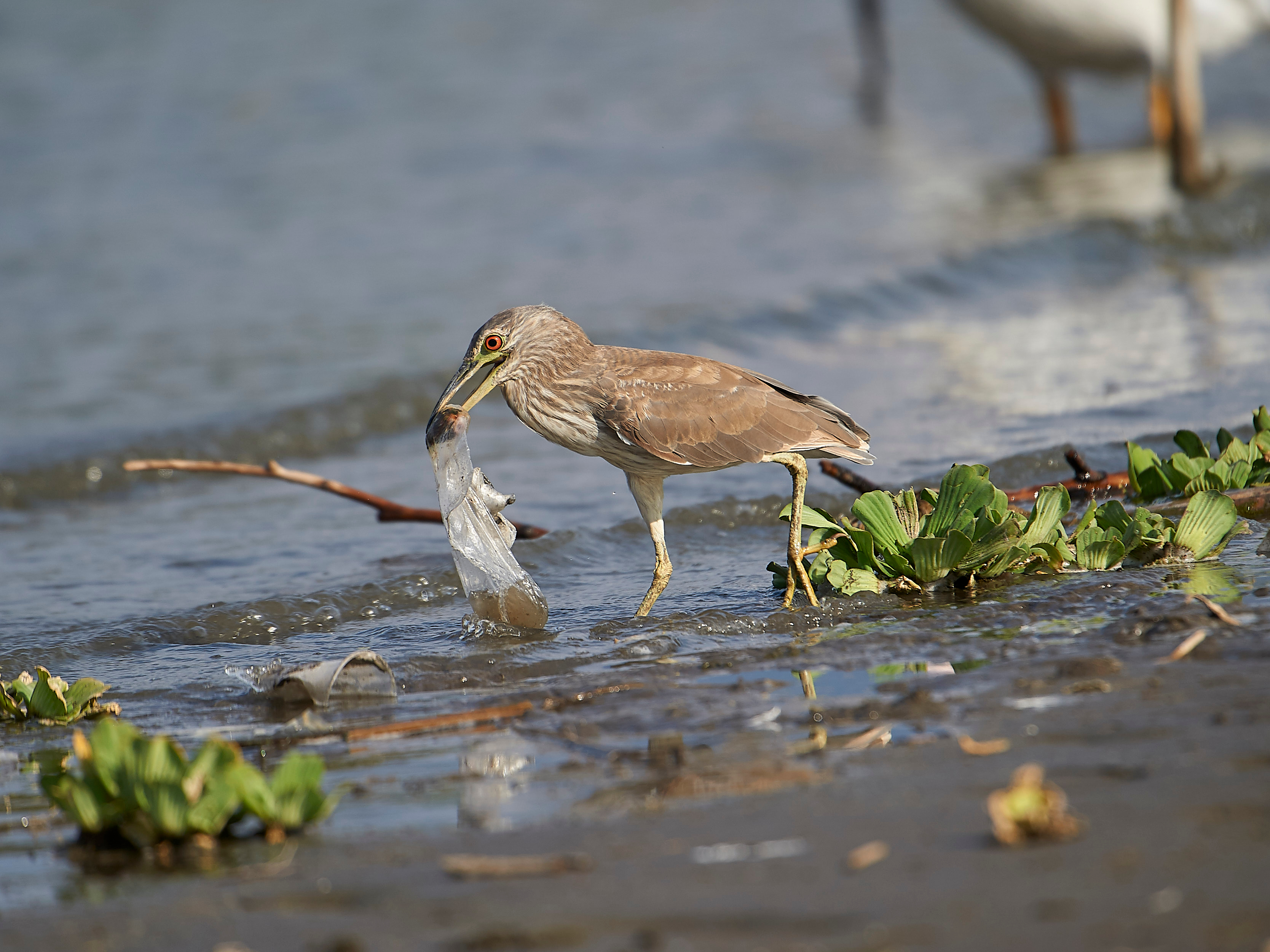 An immature black-crowned night heron attempts to swallow a plastic bag carelessly discarded with fish inside. (Stock photo)