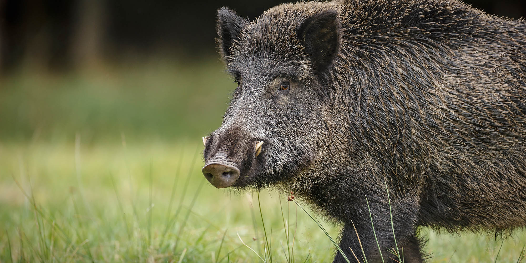 Hog Wild