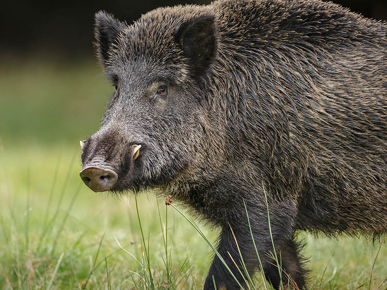 Hog Wild - Summer 2025