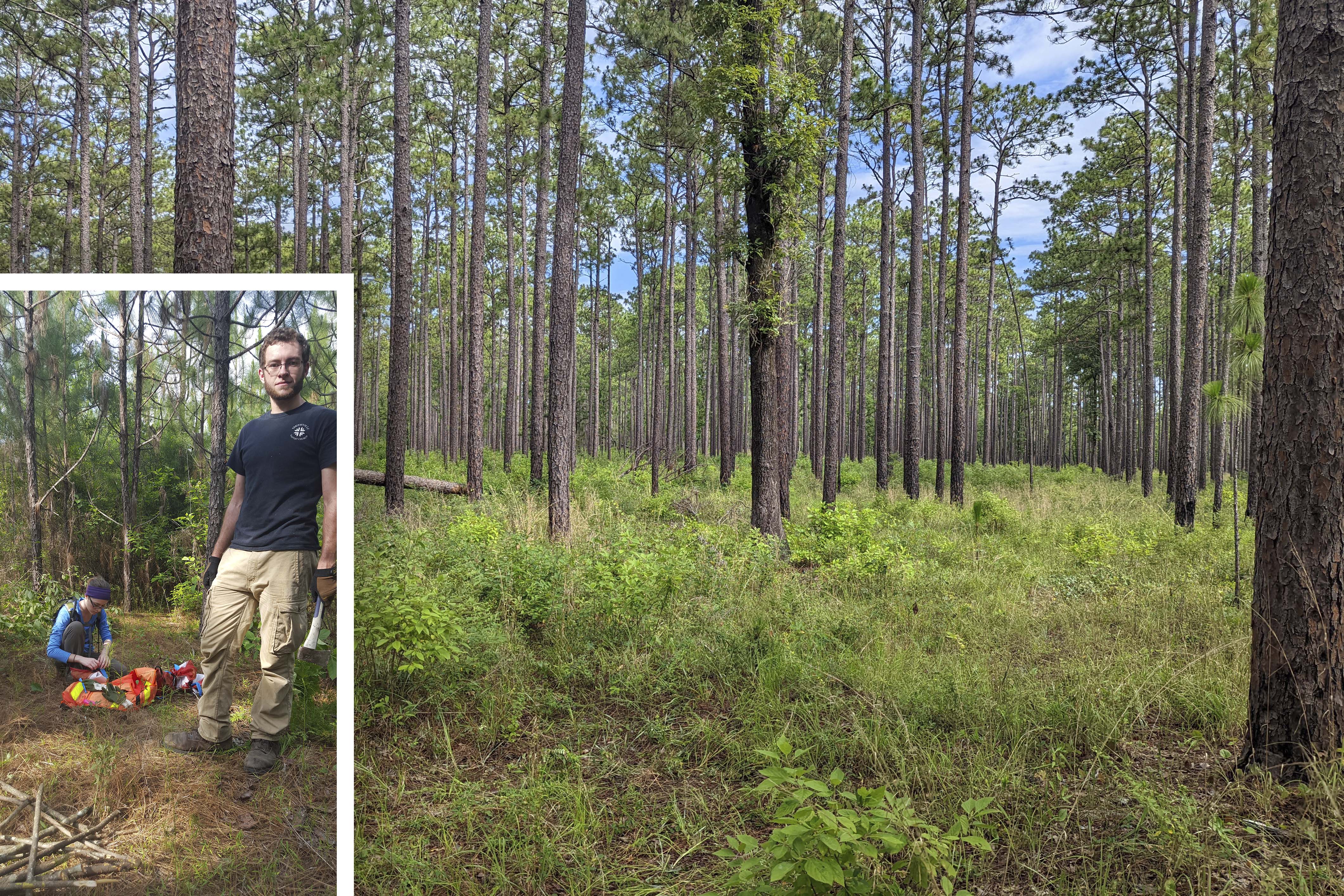 (Left) Students trap and study non-native insects in a longleaf forest. (Right) A longleaf pine forest in  South Mississippi. (Photos submitted) 