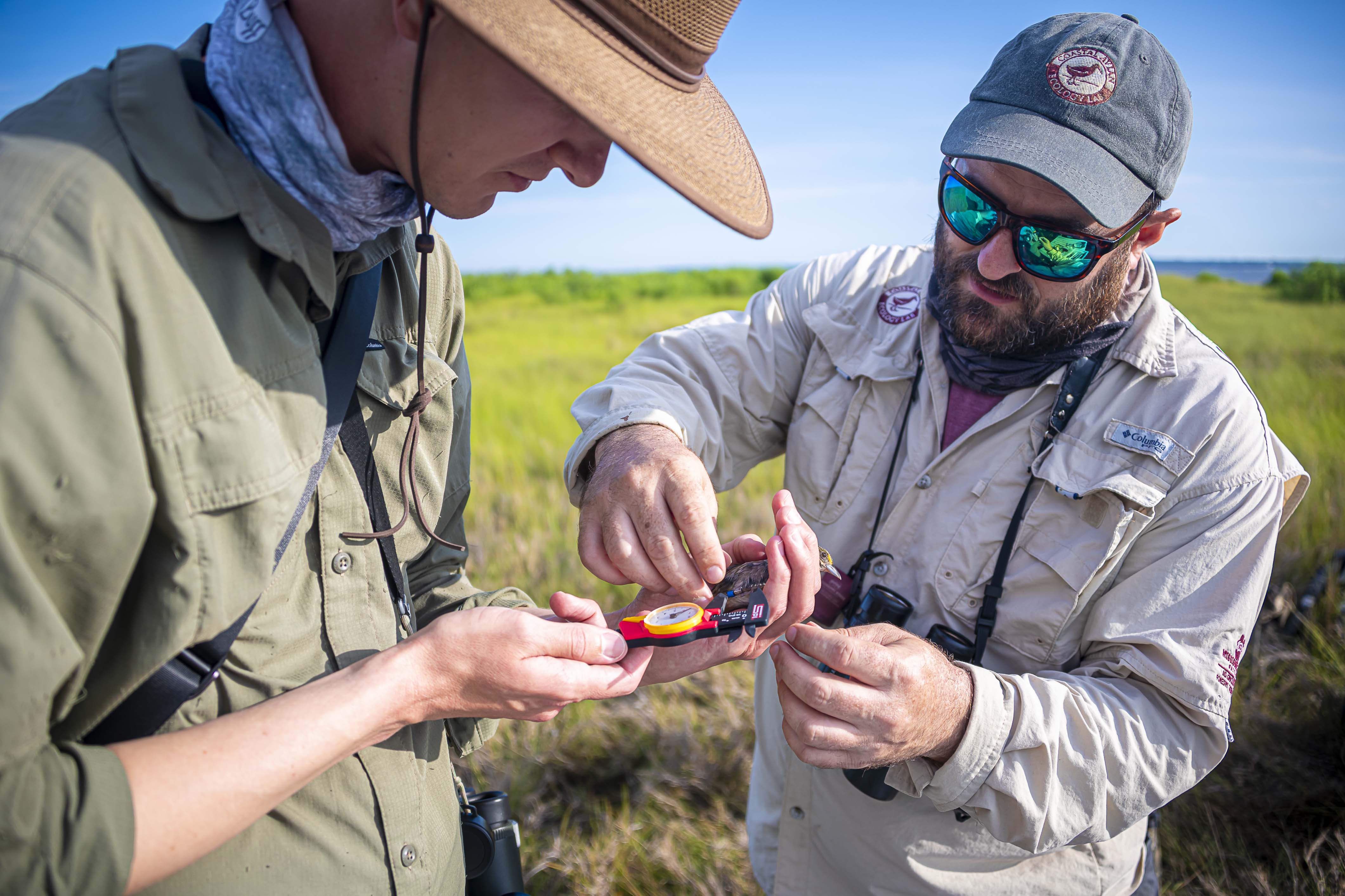 MAFES researchers tag a sparrow on Deer Island. (Photo by David Ammon)