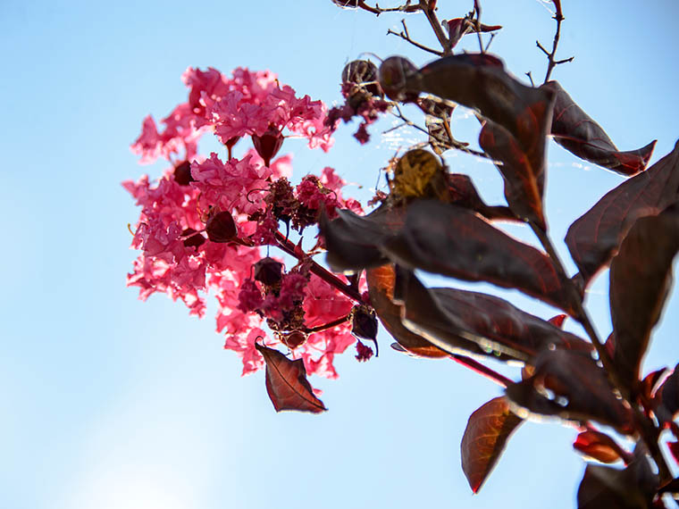 A Canopy Of <span>Color</span> - Winter 2016