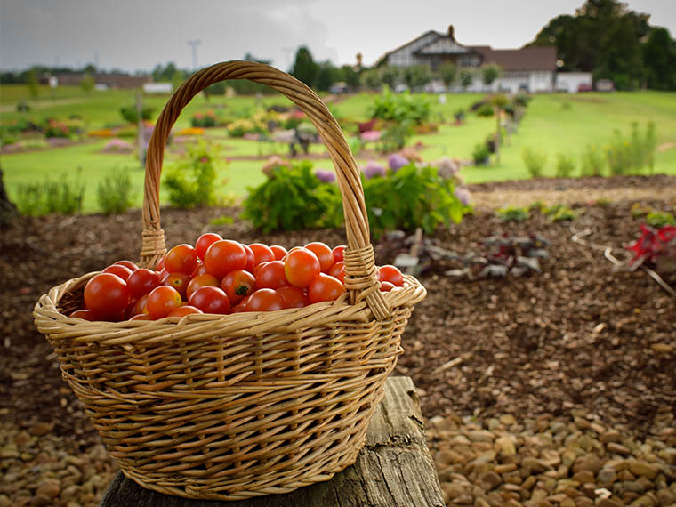 Targeting <span>Tomatoes</span> - Winter 2016