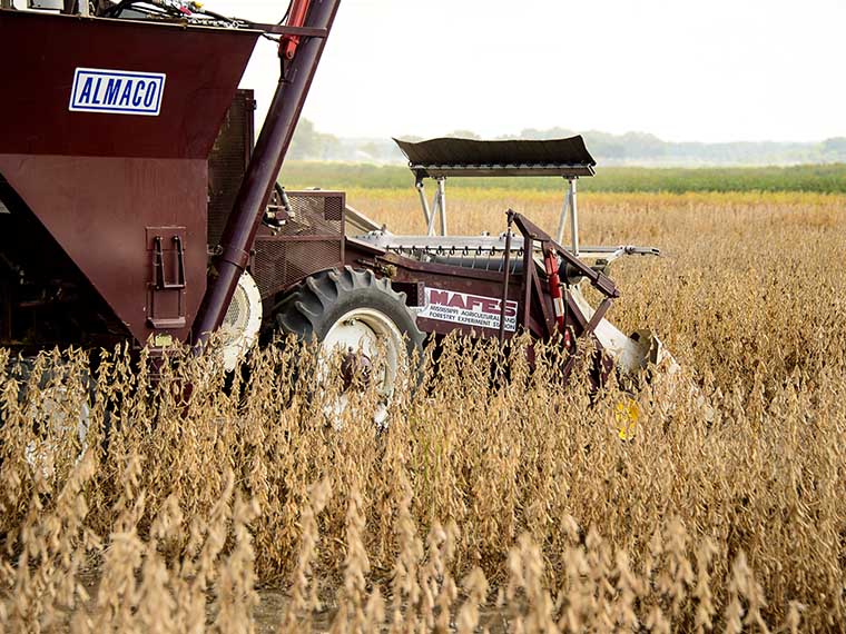 Row-Crop <span>Variety Trials</span> At MSU