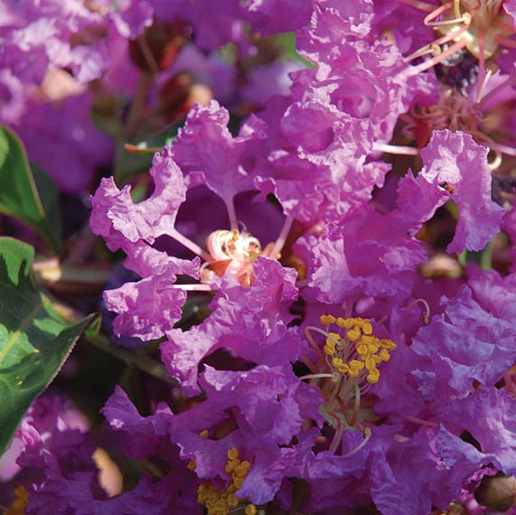 Neshoba Flower