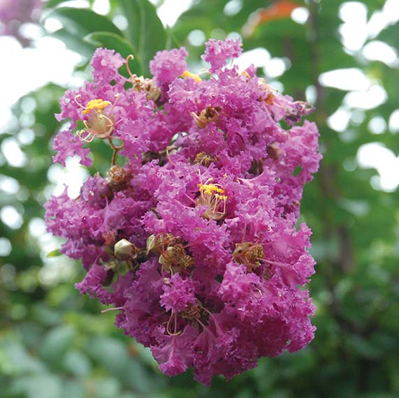 Pascagoula Flower
