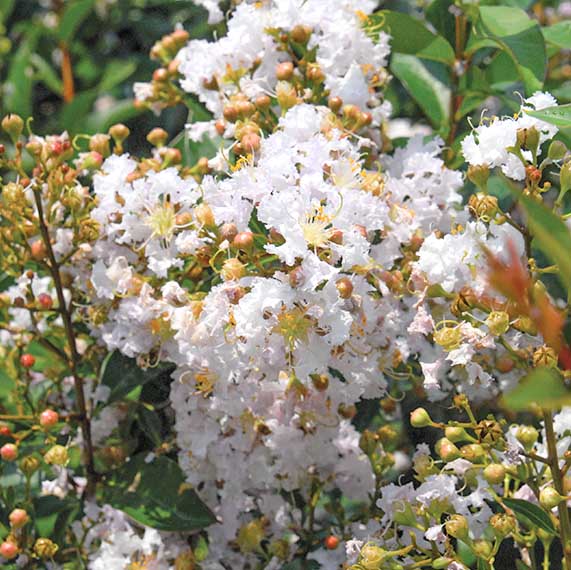Shumaka Flower
