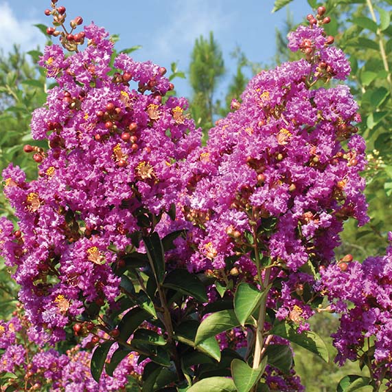Tishomingo Flower